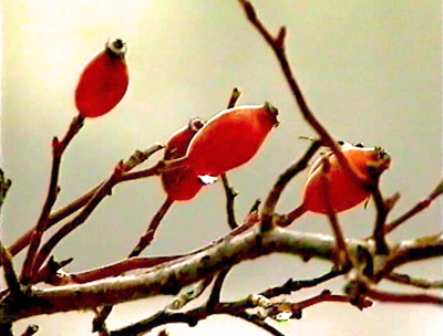 OrtZeitTod_400_HagCo2